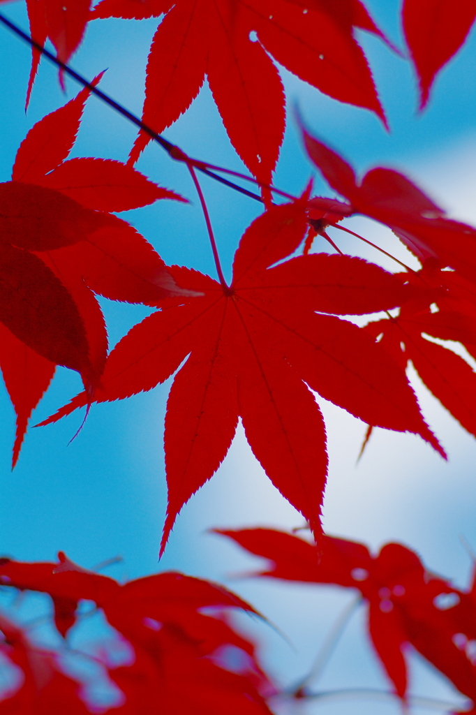 red leaves & sky