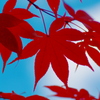 red leaves & sky