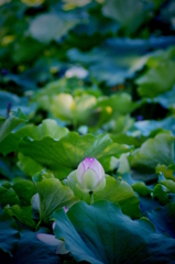 single lotus