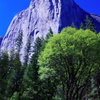 Yosemite N.P  EL Capitan2