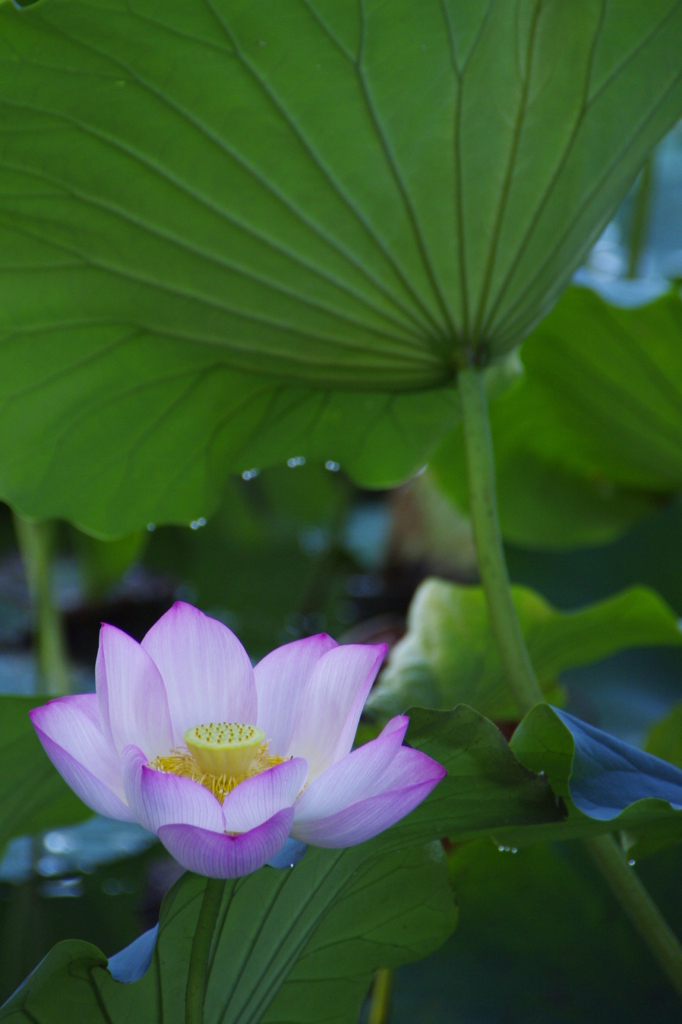 lotus flower and leaf