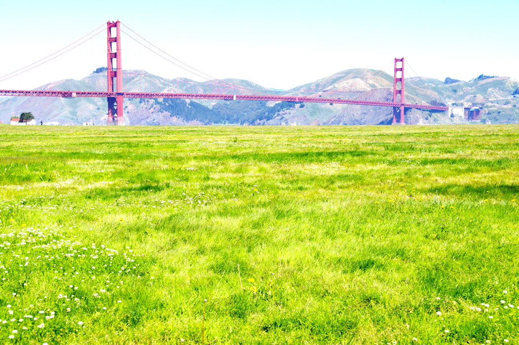Golden Gate Bridge and Grass