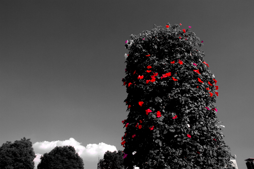 red-ribbon2