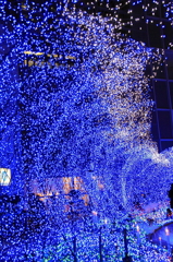 caretta BLUE OCEAN Xmas 2009 NO1