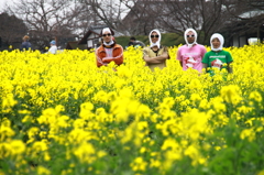 菜の花畑におかしな人達