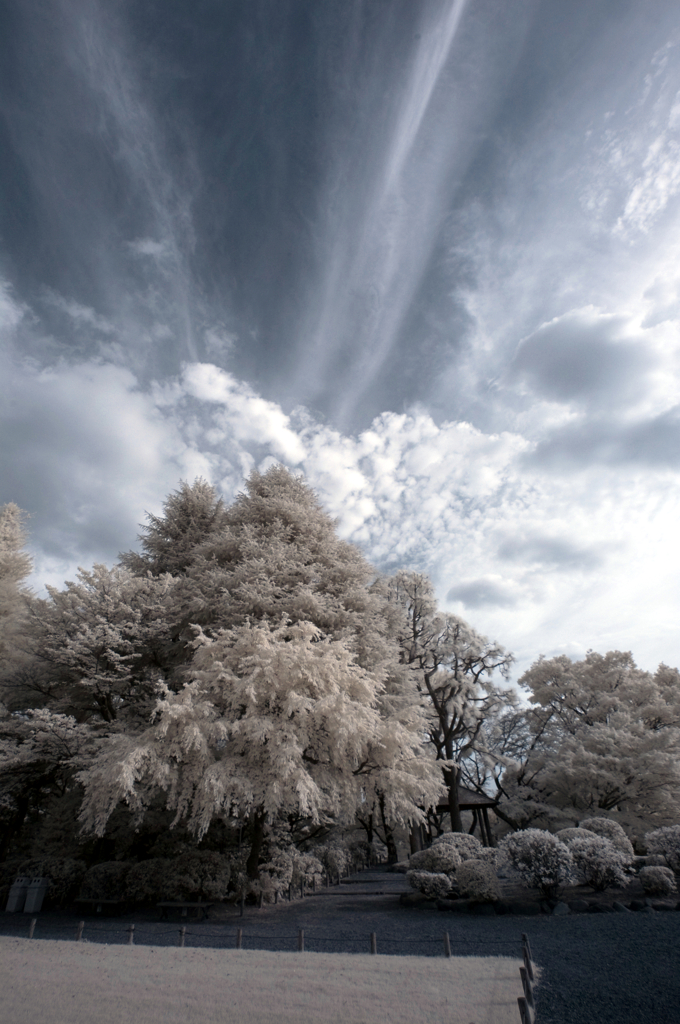 空と雲と白い木