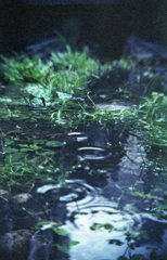 水溜り