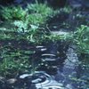 水溜り