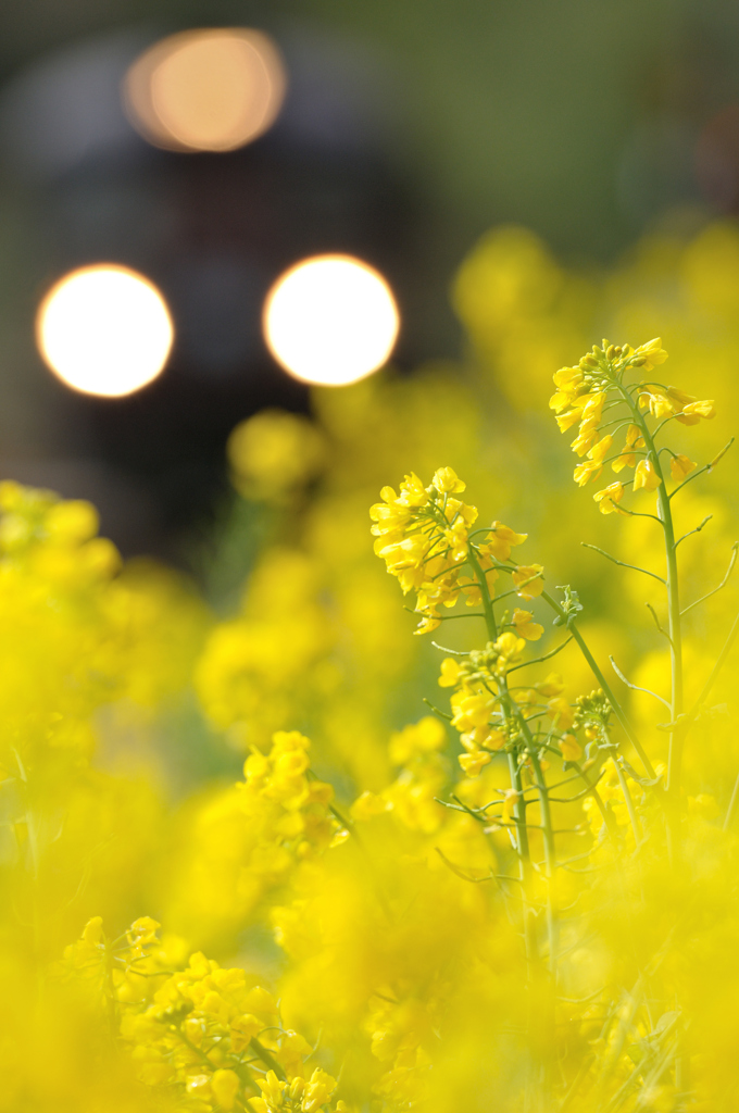 菜の花の中を