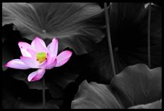 蓮の花