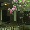 ｗｅｌｃｏｍｅ　ｆｌｏｗｅｒ