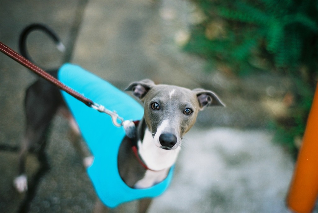 Nikon F3 試し撮り　犬