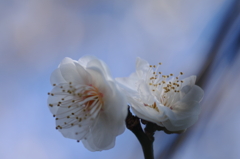 白梅2