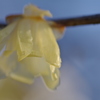 蝋梅6