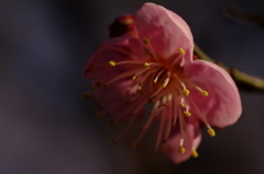 紅梅