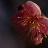 紅梅