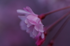 桜2