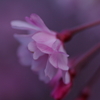 桜2