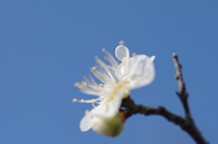 白梅3