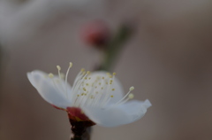 白梅7