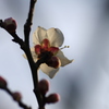 白梅4