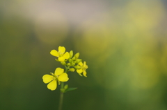 菜の花
