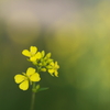菜の花
