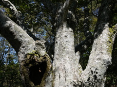 ブナ樹齢６００年