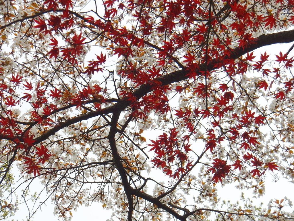 桜と紅葉