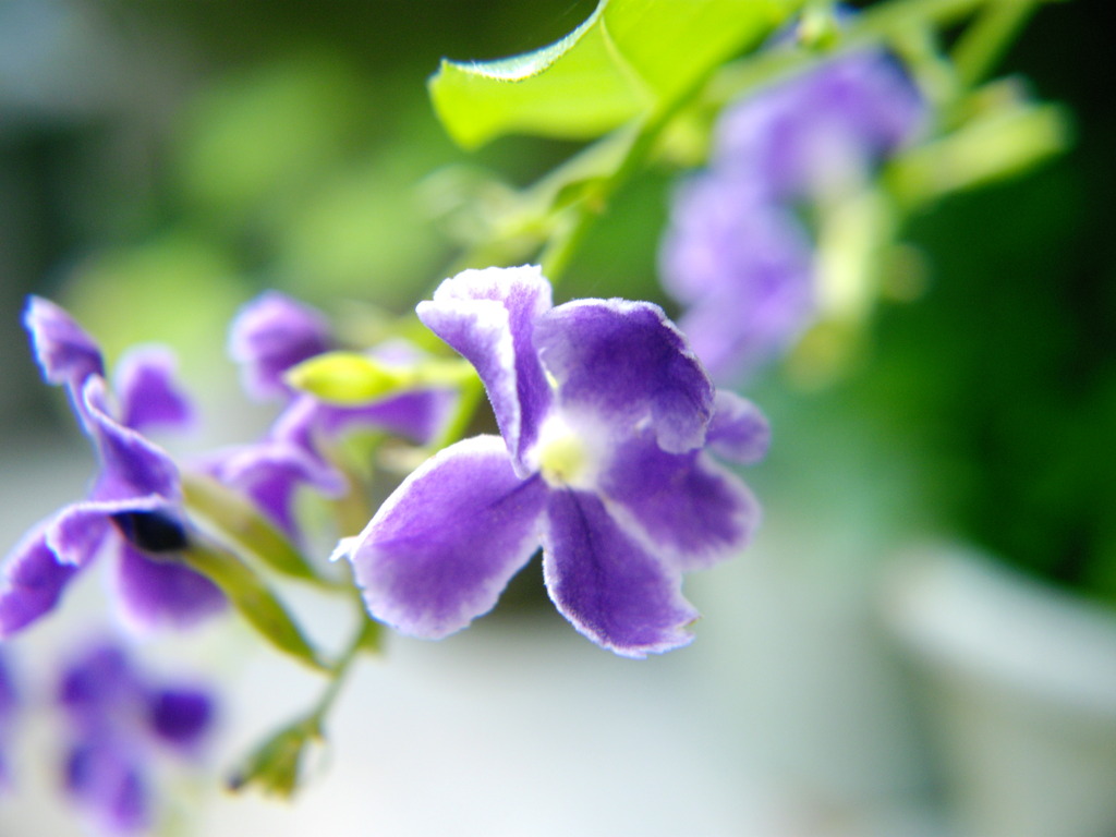 花 接写してみた