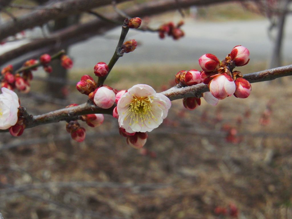 梅の花