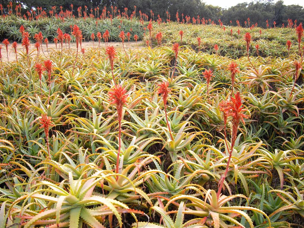 アロエの花