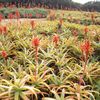 アロエの花
