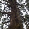 樹齢700年 高見杉