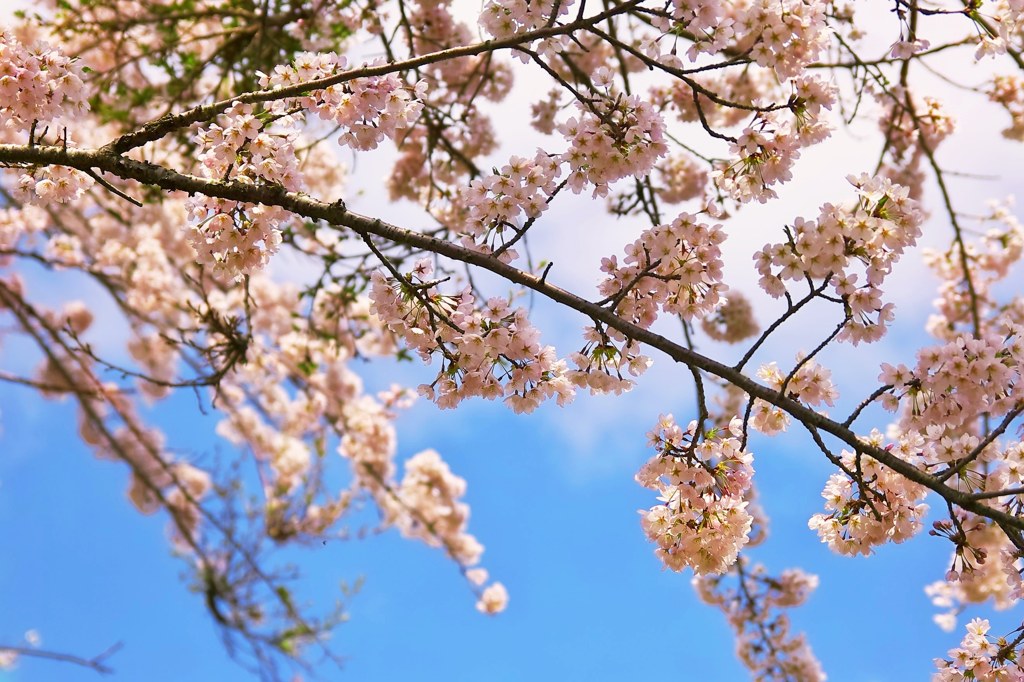 桜満開