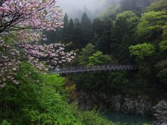 花散らしの雨