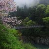 花散らしの雨