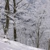 樹氷の森