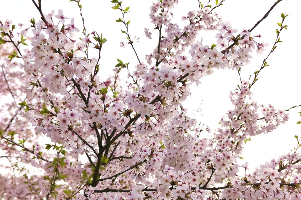 葉桜