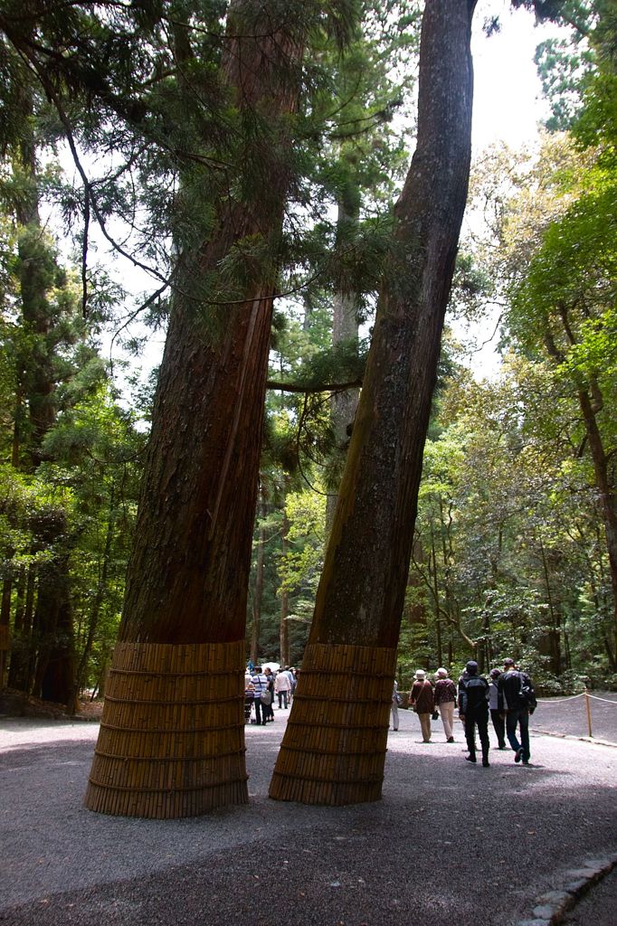 神宮杉