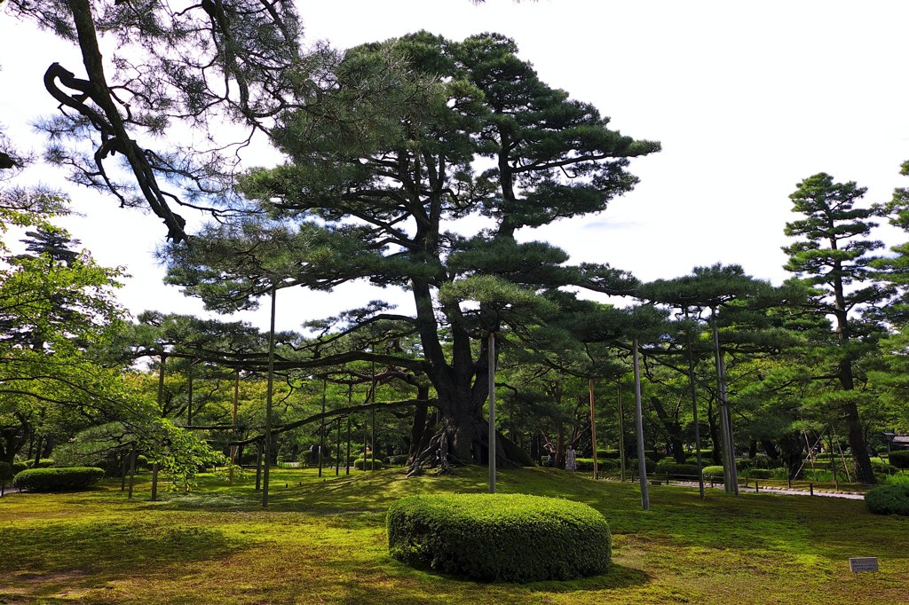 兼六園 根上の松