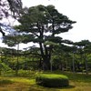 兼六園 根上の松