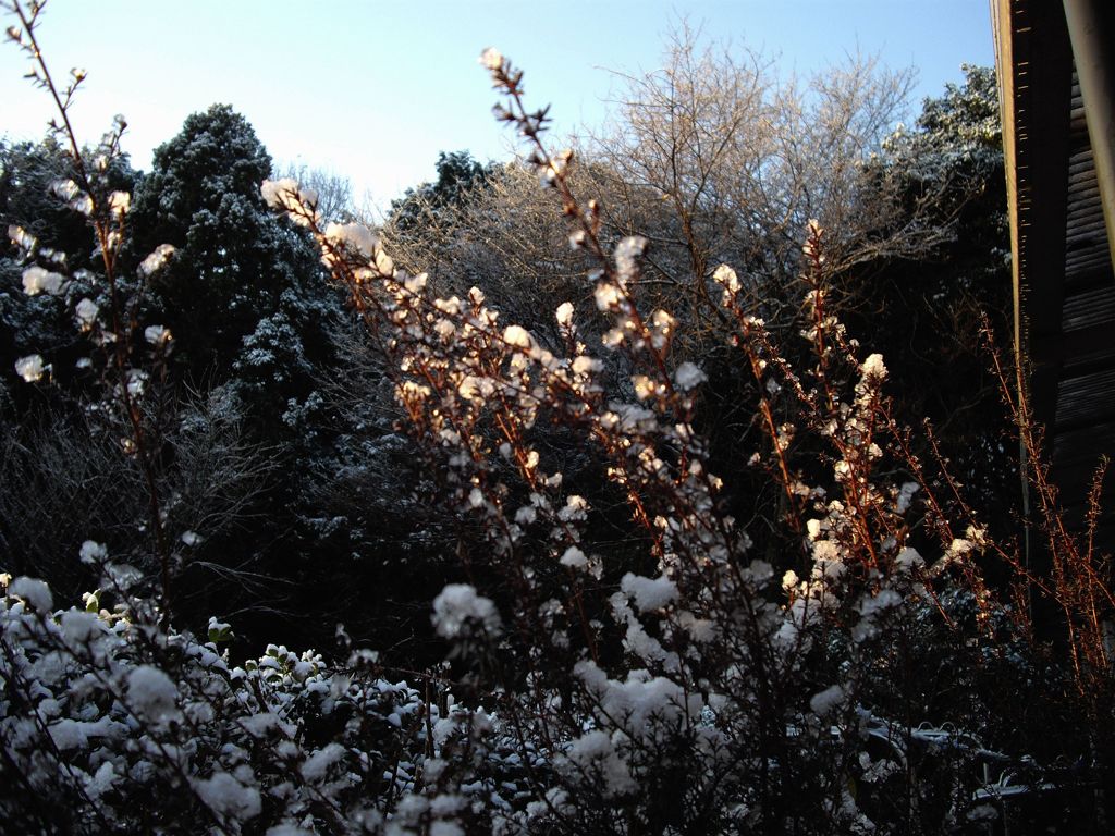 雪花