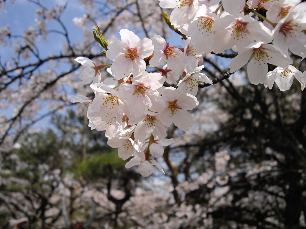 春香る桜