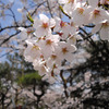 春香る桜