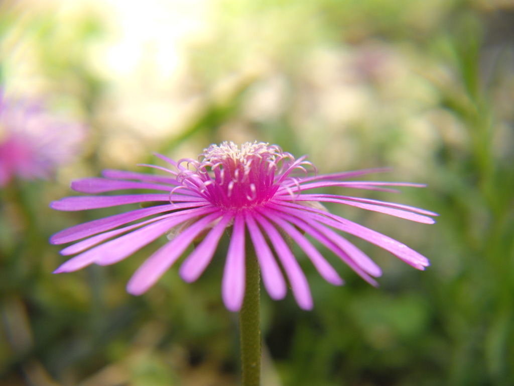 花 接写してみた