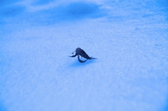 雪一葉