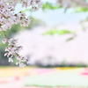 spring festival