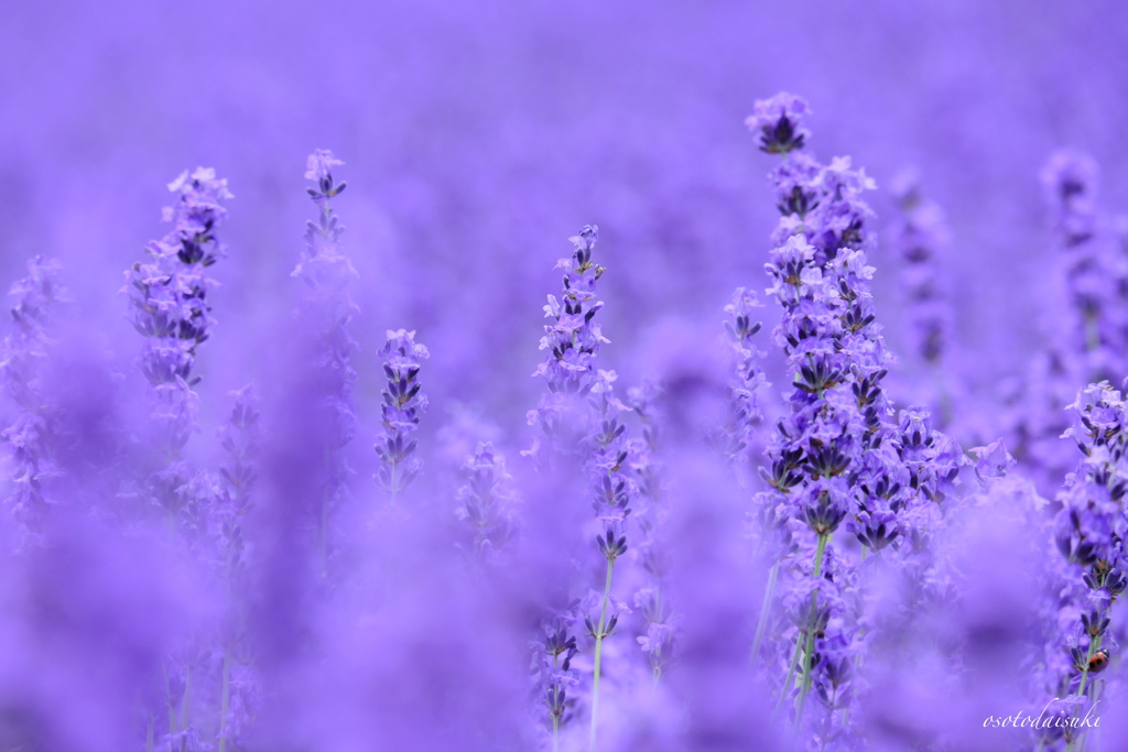 Lavandula