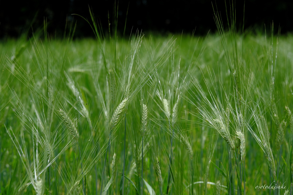 Beer wheat